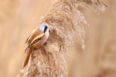 Reed üzerinde sakallı baştankara (Panurus biarmicus)
