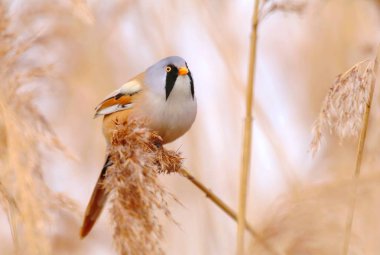 Reed üzerinde sakallı baştankara (Panurus biarmicus)