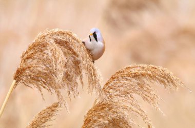 Reed üzerinde sakallı baştankara (Panurus biarmicus)