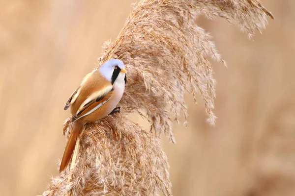 Γενειοφόρος Reedling Panurus Biarmicus Καλάμι — Φωτογραφία Αρχείου