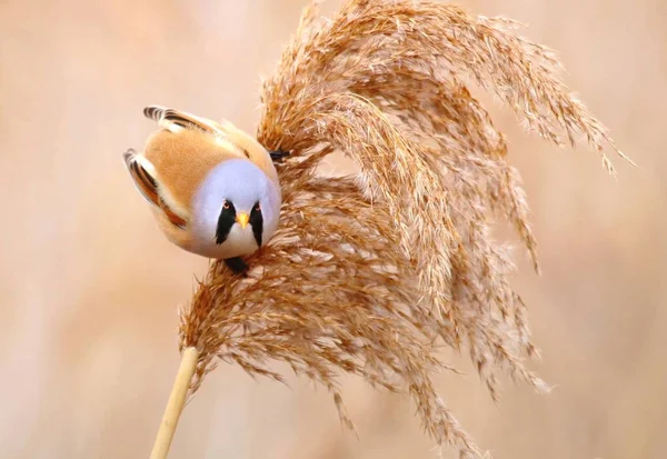 Szakállas Reedling Panurus Biarmicus Találkozhatunk Nád — Stock Fotó