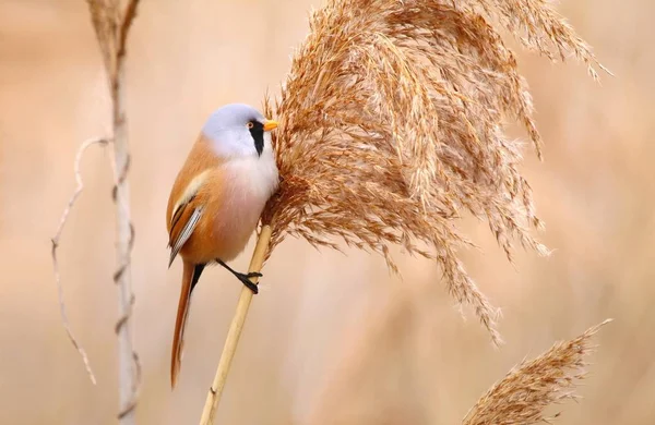 Bärtiger Schilfrohrling Panurus Biarmicus Auf Schilf — Stockfoto