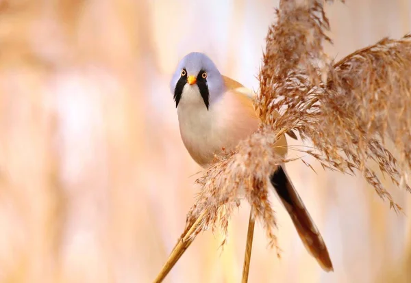 Szakállas Reedling Panurus Biarmicus Találkozhatunk Nád — Stock Fotó