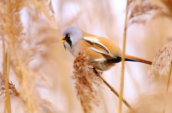 Γενειοφόρος Reedling Panurus Biarmicus Καλάμι — Φωτογραφία Αρχείου