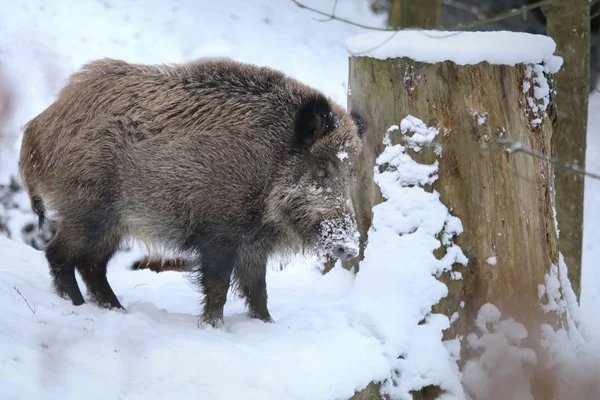 Jabalí Sus Scrofa Invierno —  Fotos de Stock