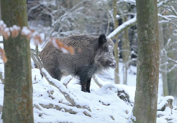 겨울에 멧돼지 Sus Scrofa — 스톡 사진