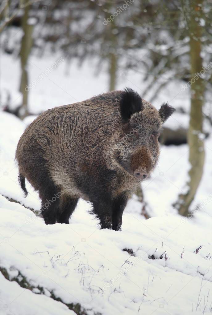 Wild boar Sus scrofa in winter