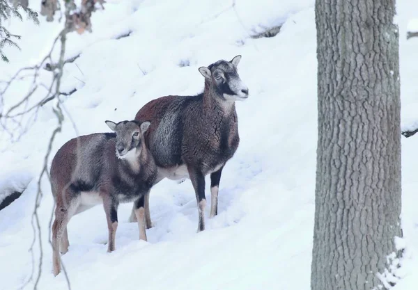 Mufflon Ovis Musimon Weibchen Winter — Stockfoto