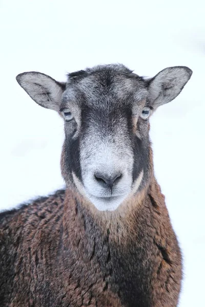 Mouflon Ovis Musimon Hembra Invierno —  Fotos de Stock