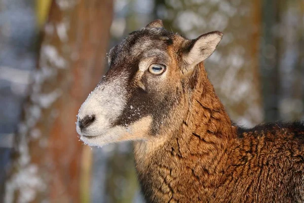 Mouflon Ovis Musimon Fêmea Inverno — Fotografia de Stock