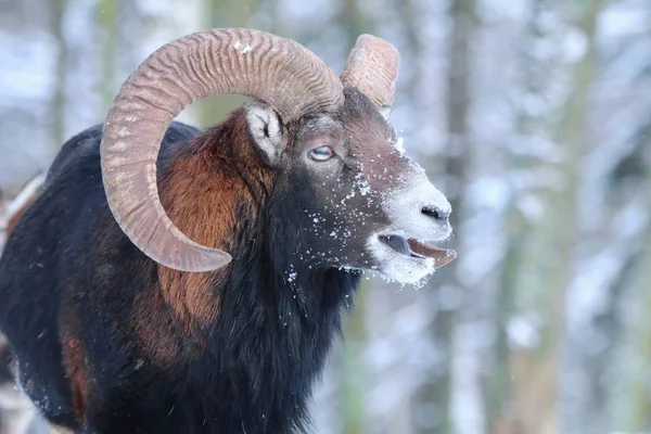 Majestueuze Moeflon Ovis Musimon Mannelijke Winter — Stockfoto