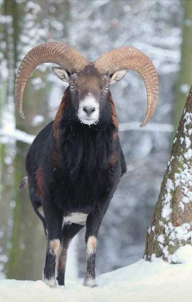 雄大な Mouflon Ovis Musimon 冬の男性 — ストック写真