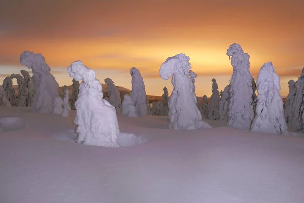 Bevroren Bomen Nachts Bergen — Stockfoto