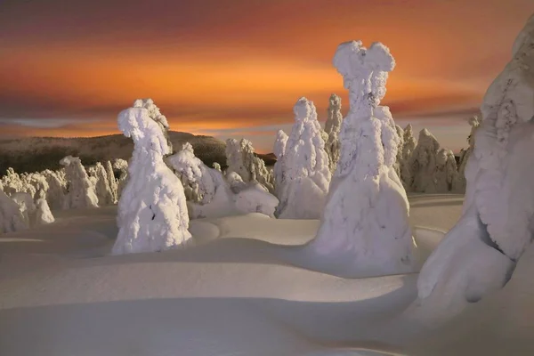 Arbres Gelés Nuit Dans Les Montagnes — Photo