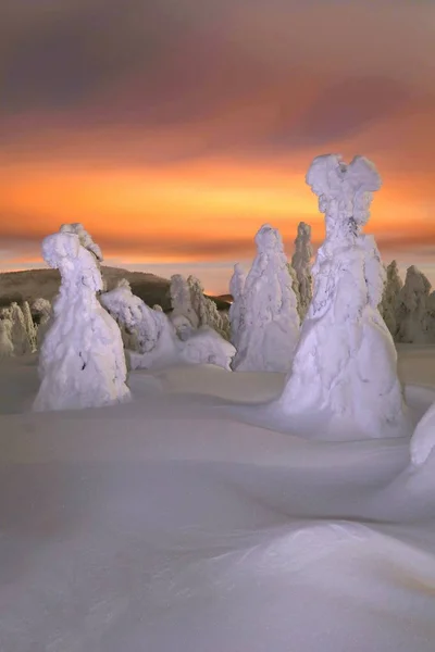 Eingefrorene Bäume Der Nacht Den Bergen — Stockfoto