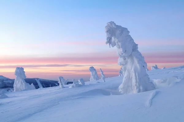 Замерзшие Деревья Восхода Солнца — стоковое фото