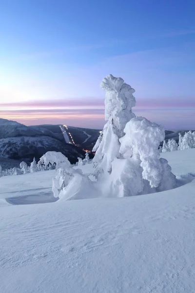 Замерзшие Деревья Восхода Солнца — стоковое фото