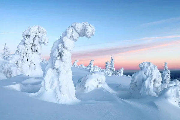 Árboles Congelados Antes Del Amanecer Del Invierno — Foto de Stock