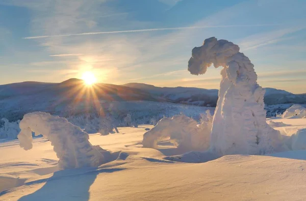 Árboles Congelados Durante Amanecer Invierno — Foto de Stock