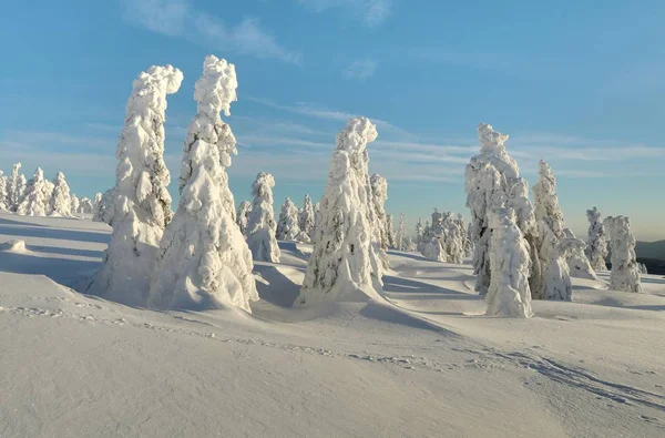 Arbres Congelés Après Lever Soleil Hiver — Photo