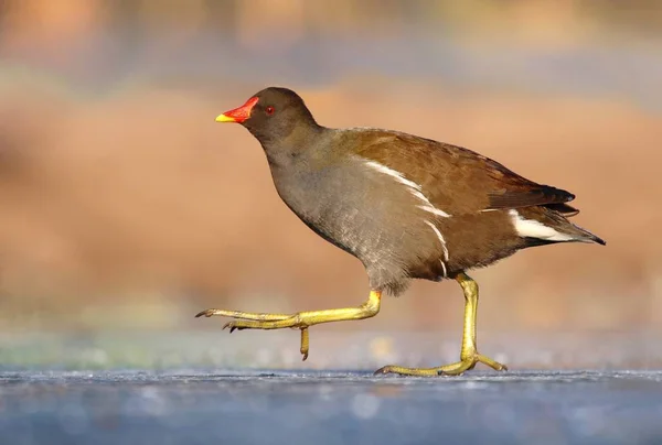 Νερό Κότας Gallinula Χλωρό Στον Πάγο — Φωτογραφία Αρχείου