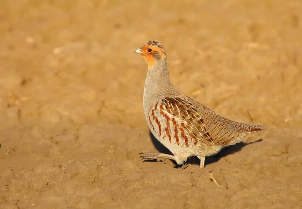 Perdiz Silvestre Rara Perdix Perdix — Foto de Stock