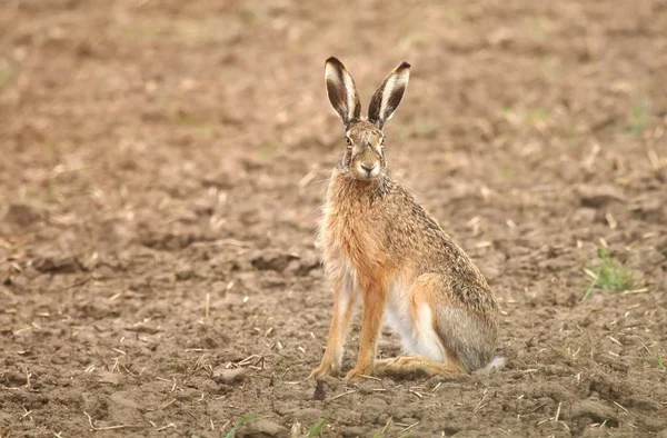 Vild Hare Lepus Europaeus Fältet — Stockfoto