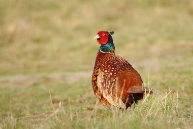Güzel rengarenk sülün Phasianus colchicus erkek