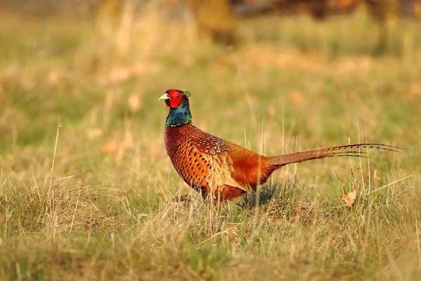 Красивий Строкатий Фазан Phasianus Colchicus Чоловічий — стокове фото