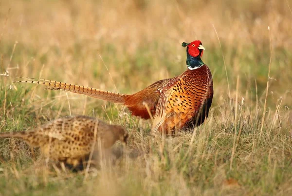 Bellissimo Fagiano Variopinto Phasianus Colchicus Maschio — Foto Stock