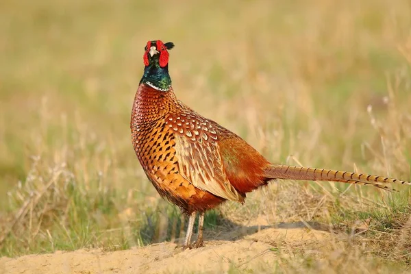 Schönes Kunterbuntes Fasanenmännchen Phasianus Colchicus — Stockfoto