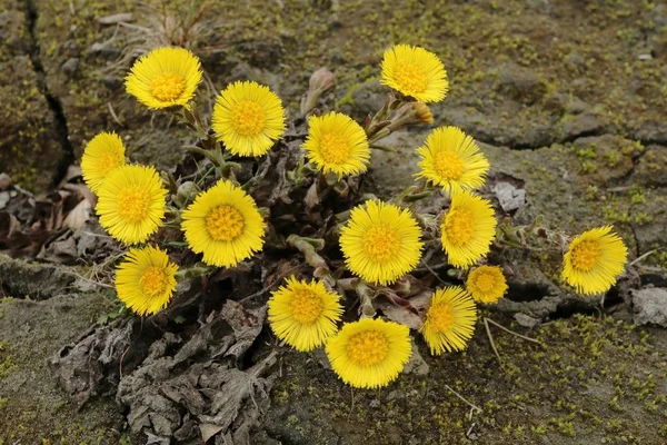 Healing coltsfoot flower Tussilago farfara