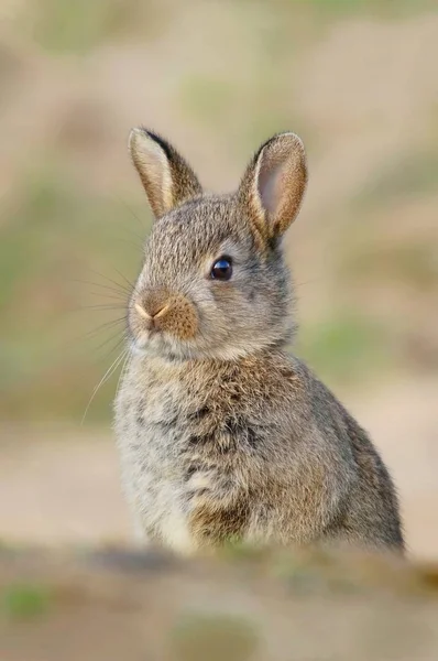 Очаровательный Кролик Норы — стоковое фото