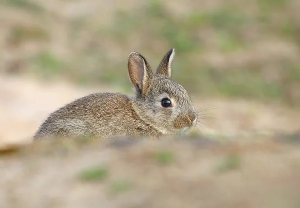 Adorable Wild Rabbit Baby Burrow — Stock Photo, Image