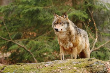 Görkemli gri kurt Canis lupus