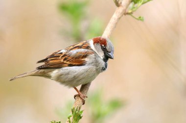 Avrupa serçe Passer domesticus