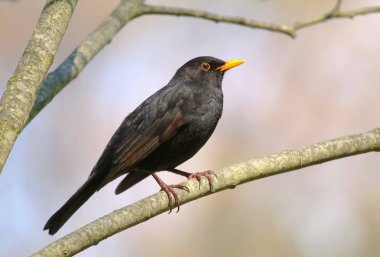 Avrupa karakuş Turdus merula şube