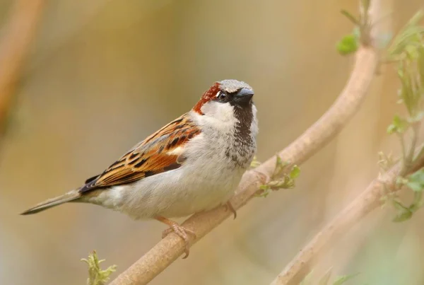 European Sparrow Passer Domesticus — Stock Photo, Image