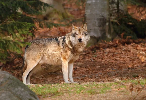 Majestuoso Lobo Gris Canis Lupus — Foto de Stock