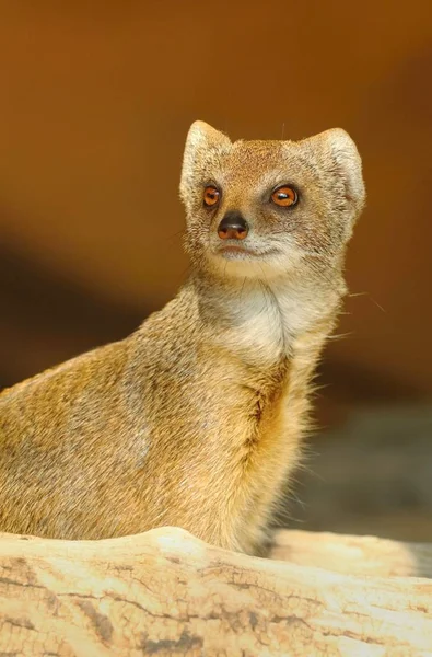 Adoarble Gele Mongoose Cynictis Penicillata — Stockfoto