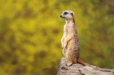 Cute african suricate Suricata suricatta  clipart