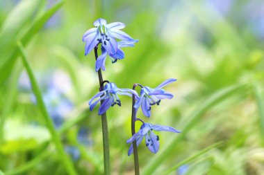 Çiçek te tender çiçek Scilla siberica