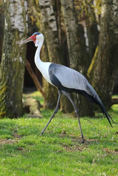 Grúa Wattled Bugeranus Carunculatus Primavera — Foto de Stock