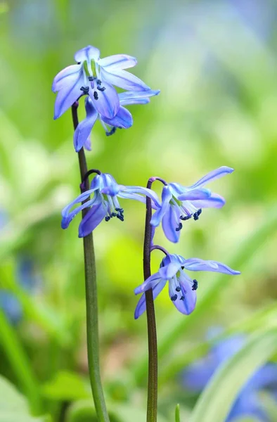 Delikatny Kwiat Scilla Siberica Kwiecie — Zdjęcie stockowe