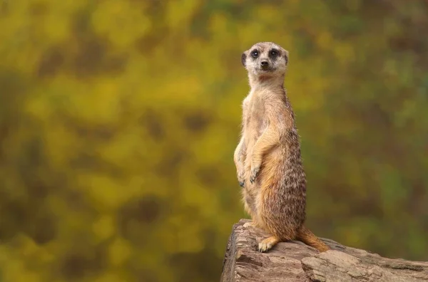 Suricado Africano Bonito Suricata Suricatta — Fotografia de Stock