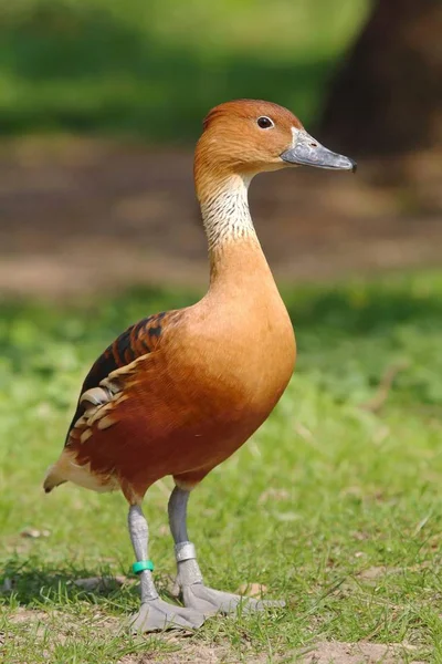 Pato Silbante Completo Dendrocygna Bicolor —  Fotos de Stock