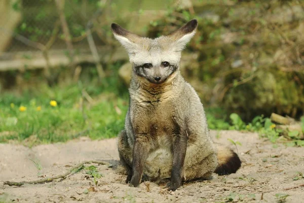 Bat Eared Räv Otocyon Megalotis — Stockfoto