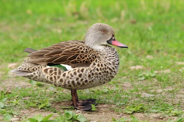 Tal Duck Anas Capensis Summer — стоковое фото