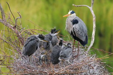 Gri ot Ardea cinerea aile yuvada