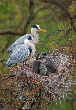Gri ot Ardea cinerea aile yuvada